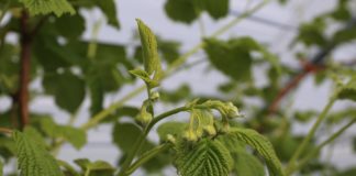 Nawożenie krzemem. Czy warto?