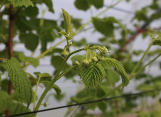 Skuteczny program ochrony malin