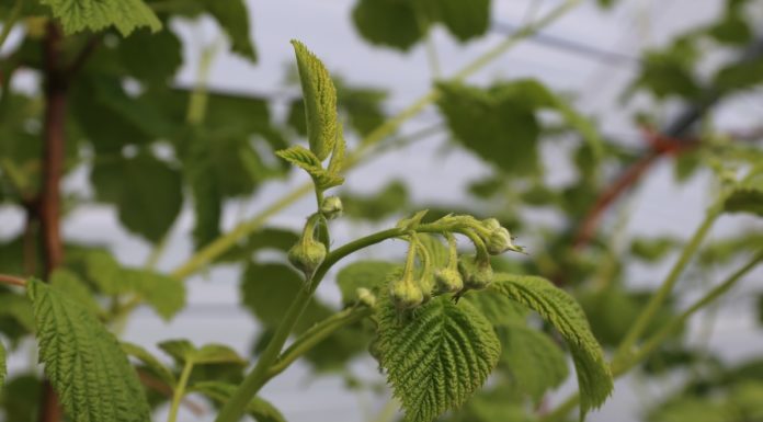 Skuteczny program ochrony malin