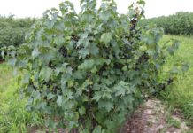 Ochrona porzeczek przed chorobami i szkodnikami