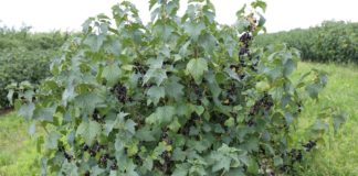 Ochrona porzeczek przed chorobami i szkodnikami