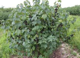 Ochrona porzeczek przed chorobami i szkodnikami