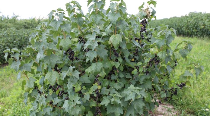 Ochrona porzeczek przed chorobami i szkodnikami