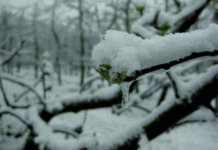 Komunikat! – ograniczanie skutków przymrozków w sadach i na plantacjach