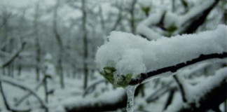 Komunikat! – ograniczanie skutków przymrozków w sadach i na plantacjach