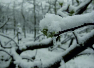 Komunikat! – ograniczanie skutków przymrozków w sadach i na plantacjach