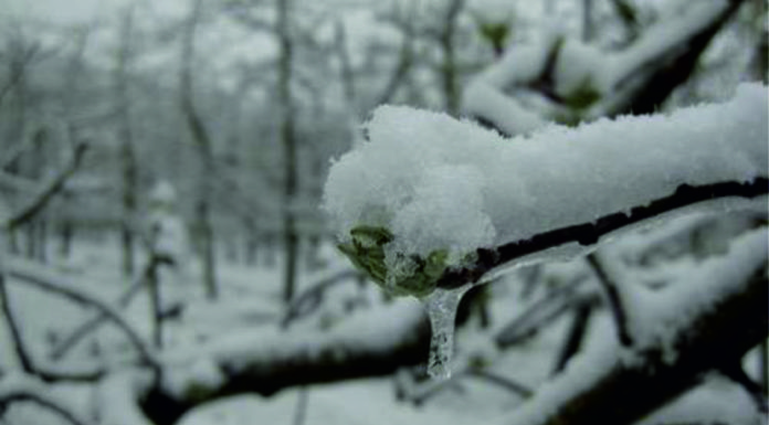 Komunikat! – ograniczanie skutków przymrozków w sadach i na plantacjach