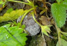 Komunikat jagodowy BCS nr. 2 (27.04.2017 r)