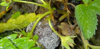 Komunikat jagodowy BCS nr. 2 (27.04.2017 r)