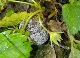 Komunikat jagodowy BCS nr. 2 (27.04.2017 r)