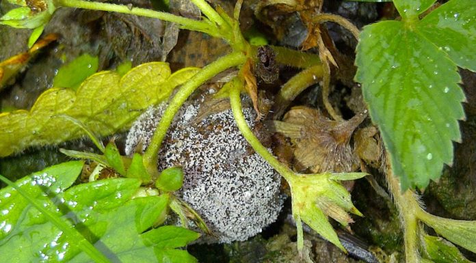 Komunikat jagodowy BCS nr. 2 (27.04.2017 r)