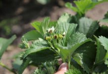 Stawki dopłat do ubezpieczeń rolnych w 2024 r.