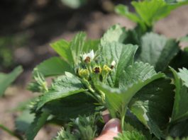 Zagrożenie przymrozkami na bazie mokrego termometru Truskawki uszkodzone przez przymrozek
