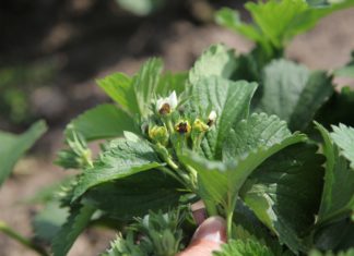 Stawki dopłat do ubezpieczeń rolnych w 2024 r.