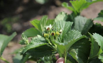 Zagrożenie przymrozkami na bazie mokrego termometru Truskawki uszkodzone przez przymrozek