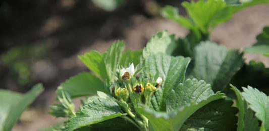 Zagrożenie przymrozkami na bazie mokrego termometru Truskawki uszkodzone przez przymrozek