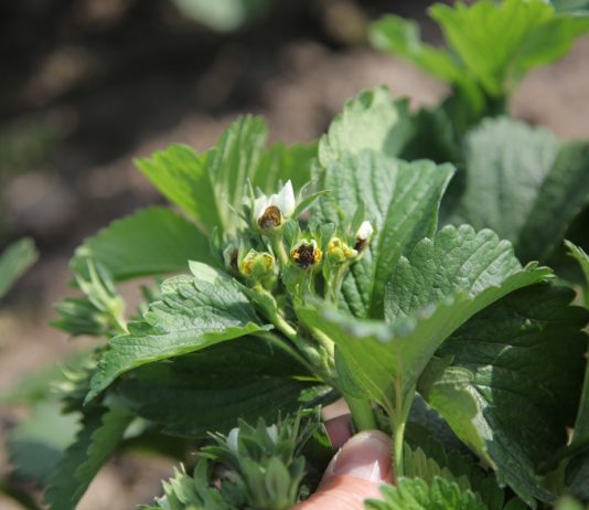 Zagrożenie przymrozkami na bazie mokrego termometru Truskawki uszkodzone przez przymrozek