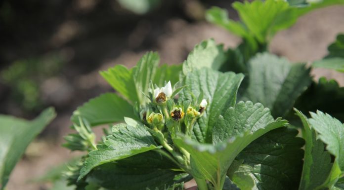 Nadchodzą nocne przymrozki – jest rozwiązanie