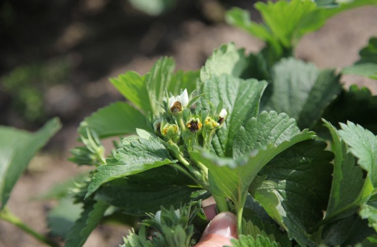 Zagrożenie przymrozkami na bazie mokrego termometru Truskawki uszkodzone przez przymrozek