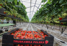 Najwcześniejsze polskie truskawki i maliny