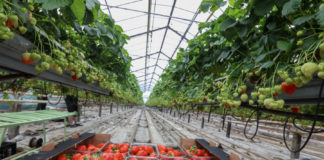 Najwcześniejsze polskie truskawki i maliny