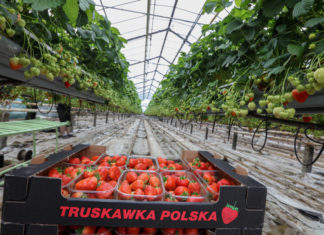 Najwcześniejsze polskie truskawki i maliny