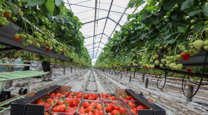 Najwcześniejsze polskie truskawki i maliny