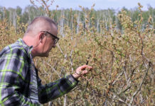 Producenci borówki szacują pierwsze straty