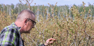 Producenci borówki szacują pierwsze straty