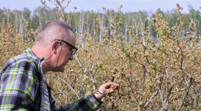 Producenci borówki szacują pierwsze straty