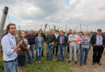 Zalecenia dla borówki na okres kwitnienia, cz. I