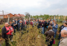 Zalecenia dla borówki na okres kwitnienia, cz. II