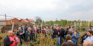 Zalecenia dla borówki na okres kwitnienia, cz. II