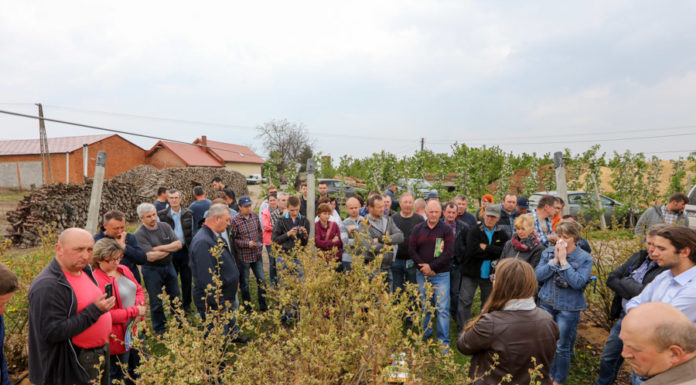 Zalecenia dla borówki na okres kwitnienia, cz. II