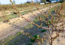 Trudny sezon na borówkowych plantacjach