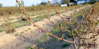 Trudny sezon na borówkowych plantacjach