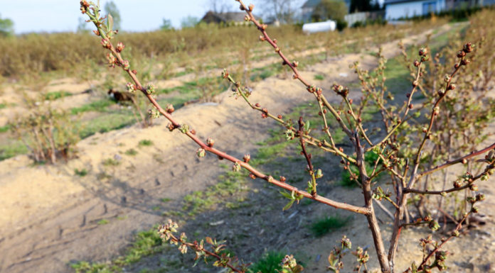 Trudny sezon na borówkowych plantacjach