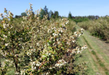 Akademia uprawy borówki, cz. II – Kwitnienie – FILM