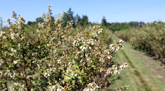 Akademia uprawy borówki, cz. II – Kwitnienie – FILM