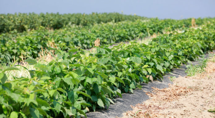 Najgroźniejsze choroby malin i ich zwalczanie
