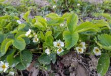 Klęska po przymrozkach w sadowniczym zagłębiu Polski