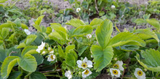 Klęska po przymrozkach w sadowniczym zagłębiu Polski