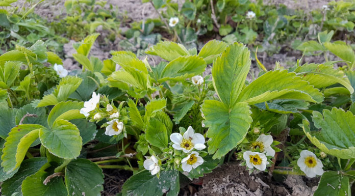 Klęska po przymrozkach w sadowniczym zagłębiu Polski
