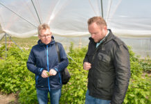 Majówka na plantacjach truskawek i malin, ocena plantacji i zalecenia uprawowe
