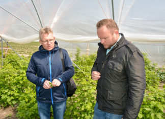 Majówka na plantacjach truskawek i malin, ocena plantacji i zalecenia uprawowe