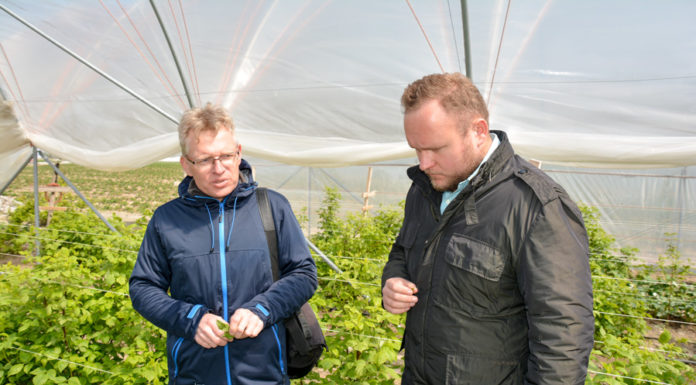 Majówka na plantacjach truskawek i malin, ocena plantacji i zalecenia uprawowe