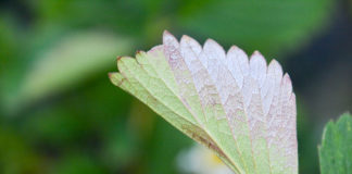 Luna Sensation 500 SC z rozszerzoną rejestracją