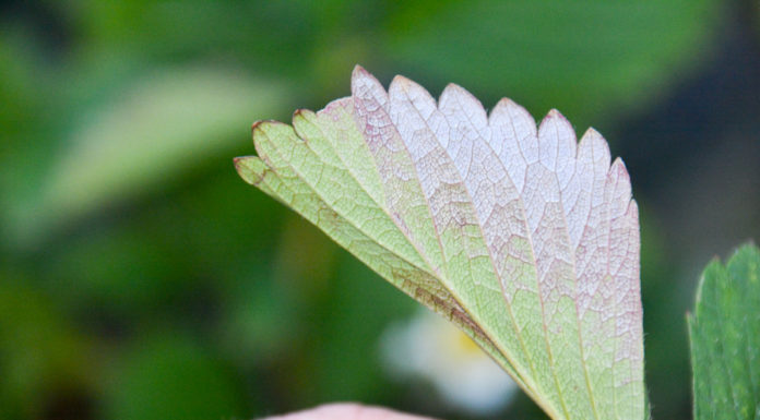 Luna Sensation 500 SC z rozszerzoną rejestracją