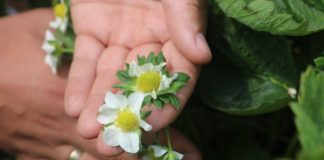 Na plantacji truskawek odmiany Roxana przed zbiorami