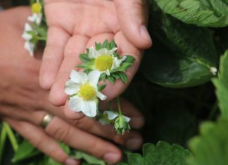 Na plantacji truskawek odmiany Roxana przed zbiorami